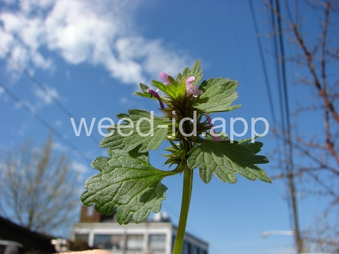 deadnettle, purple